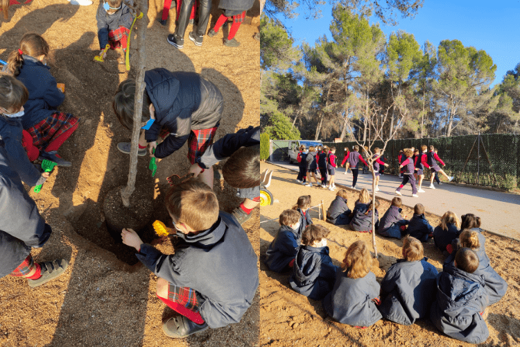 Festa arbre-Montcau La Mol
